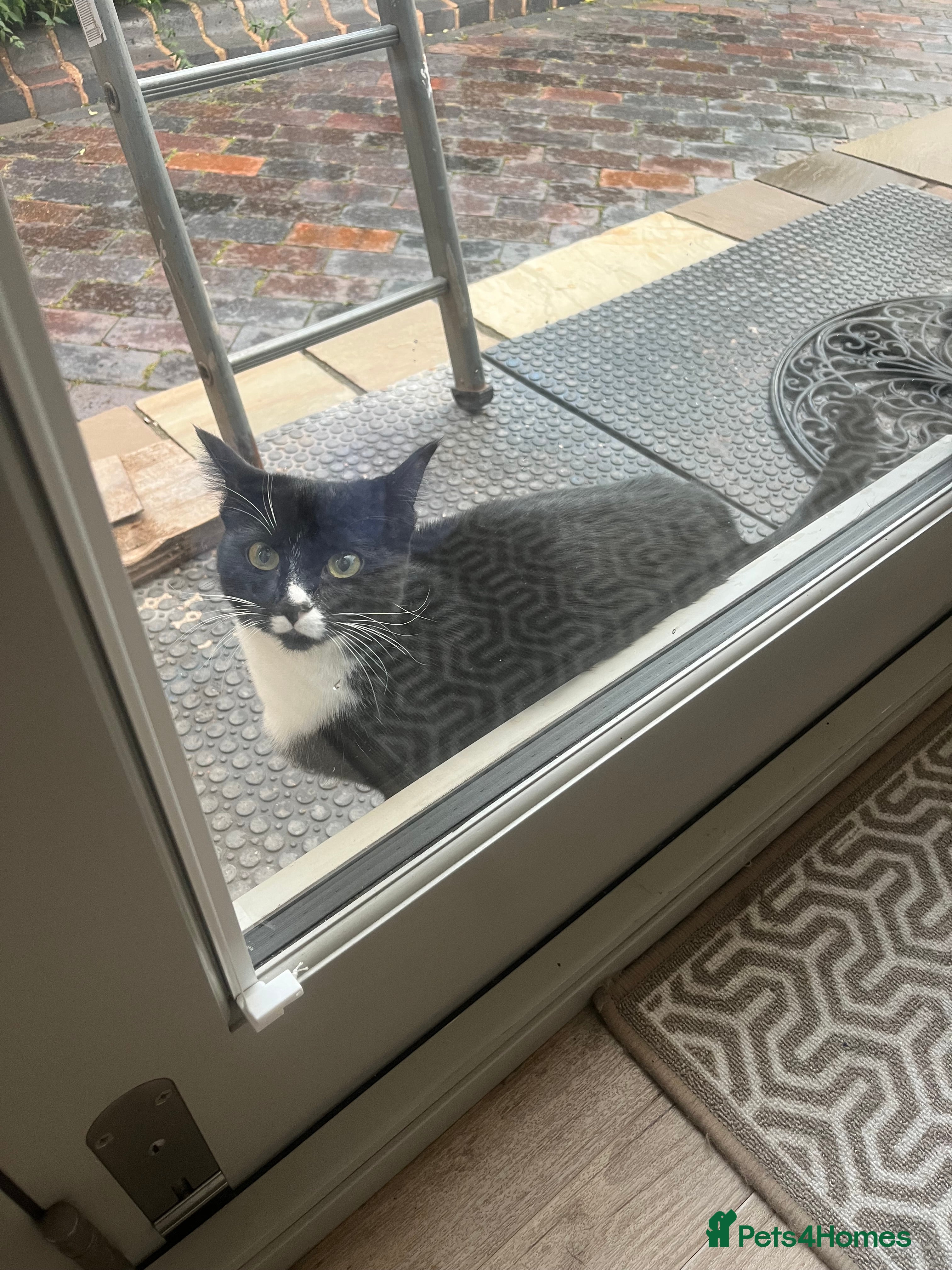 European cats Black and white female kitten / young cat  - Advert 2