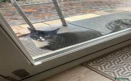 European cats for sale: Black and white female kitten / young cat  - Image 1
