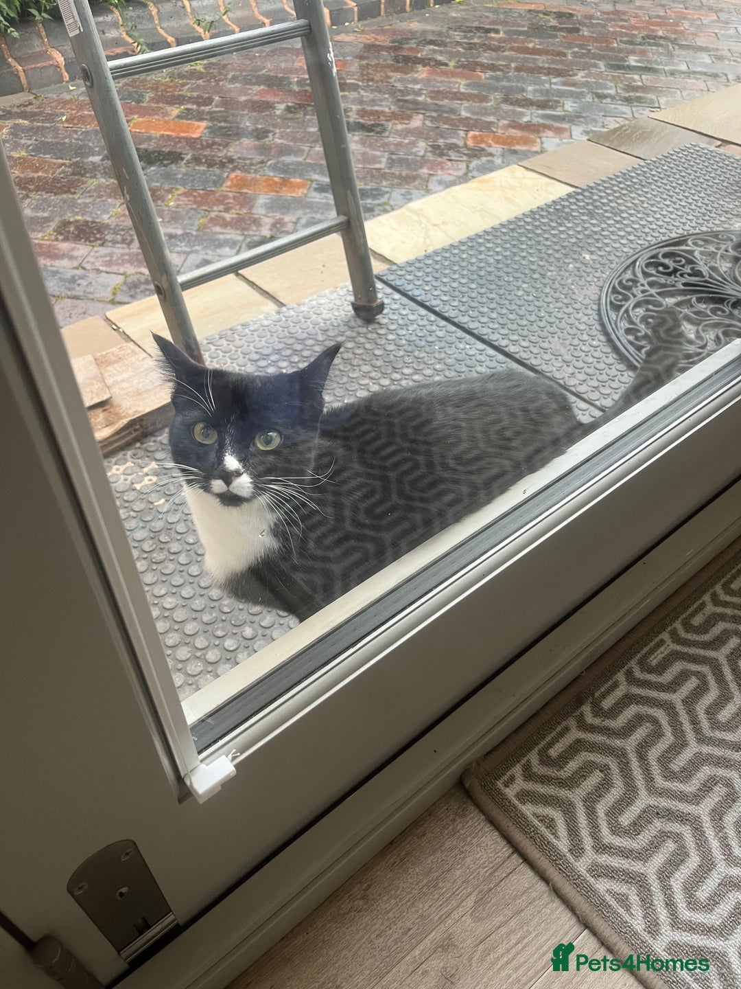 European cats for sale: Black and white female kitten / young cat  - Image 1