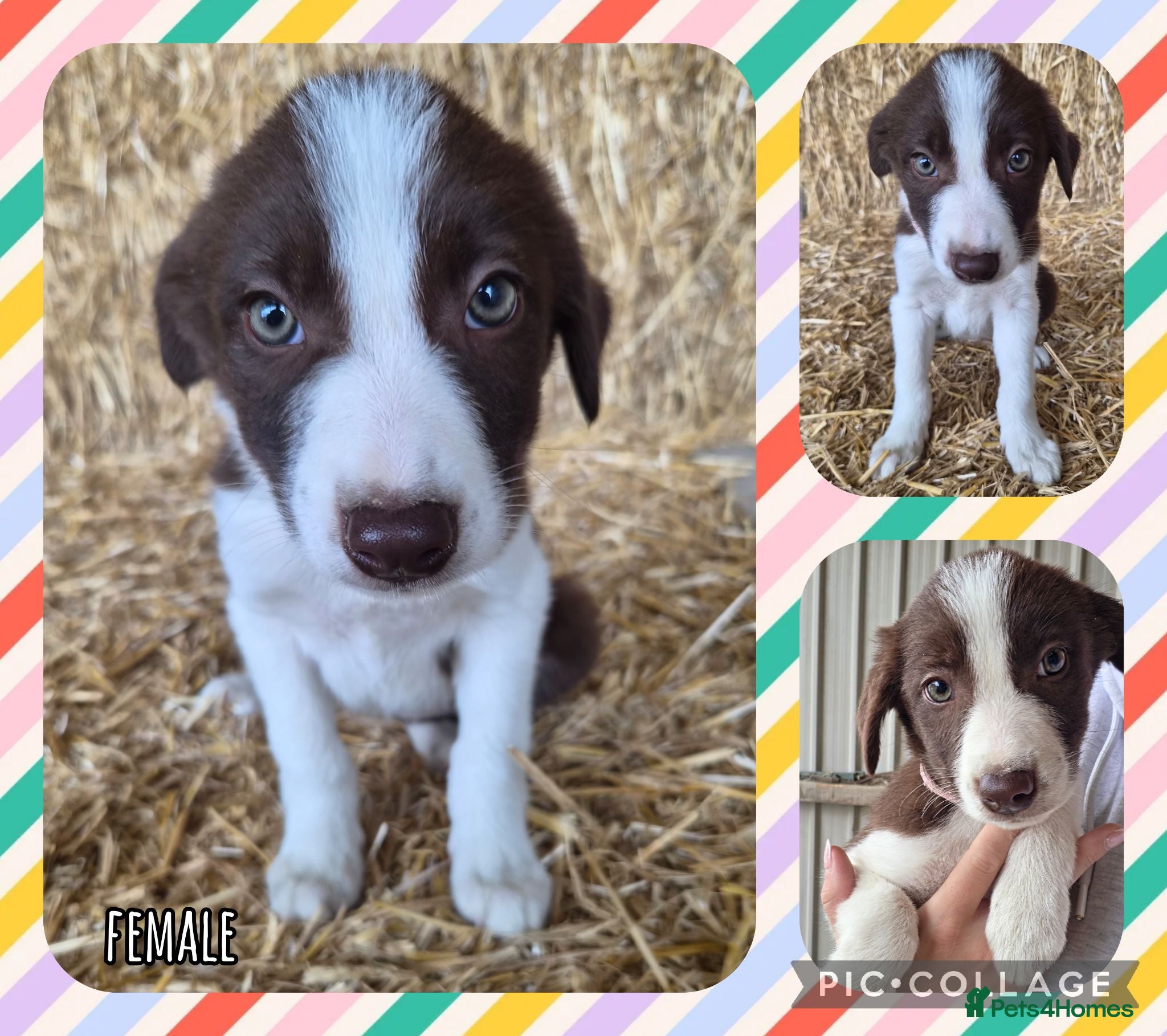 Border Collie dogs ISDS Registered Border Collie Puppies - Advert 12