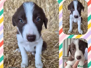 Border Collie dogs ISDS Registered Border Collie Puppies - Advert 12