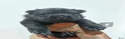 Chow Chow dogs for sale:  3 Black Female Chow Chow Puppies Available  - Advert 5