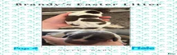 German Shorthaired Pointer dogs for sale: Stunning example of KC German Shorthaired Pointers in Tredegar - Advert 37