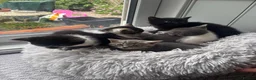 Mixed Breed cats for sale: Beautiful kittens ready now  - Advert 2