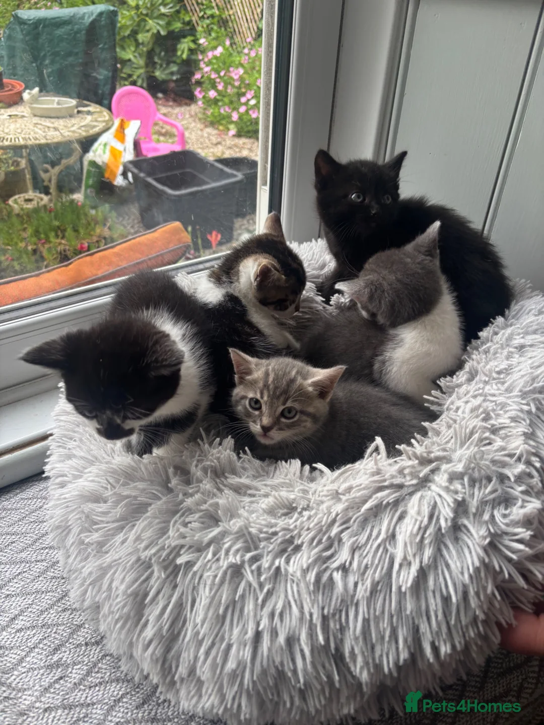 Mixed Breed cats for sale: Beautiful kittens ready now  - Advert 2