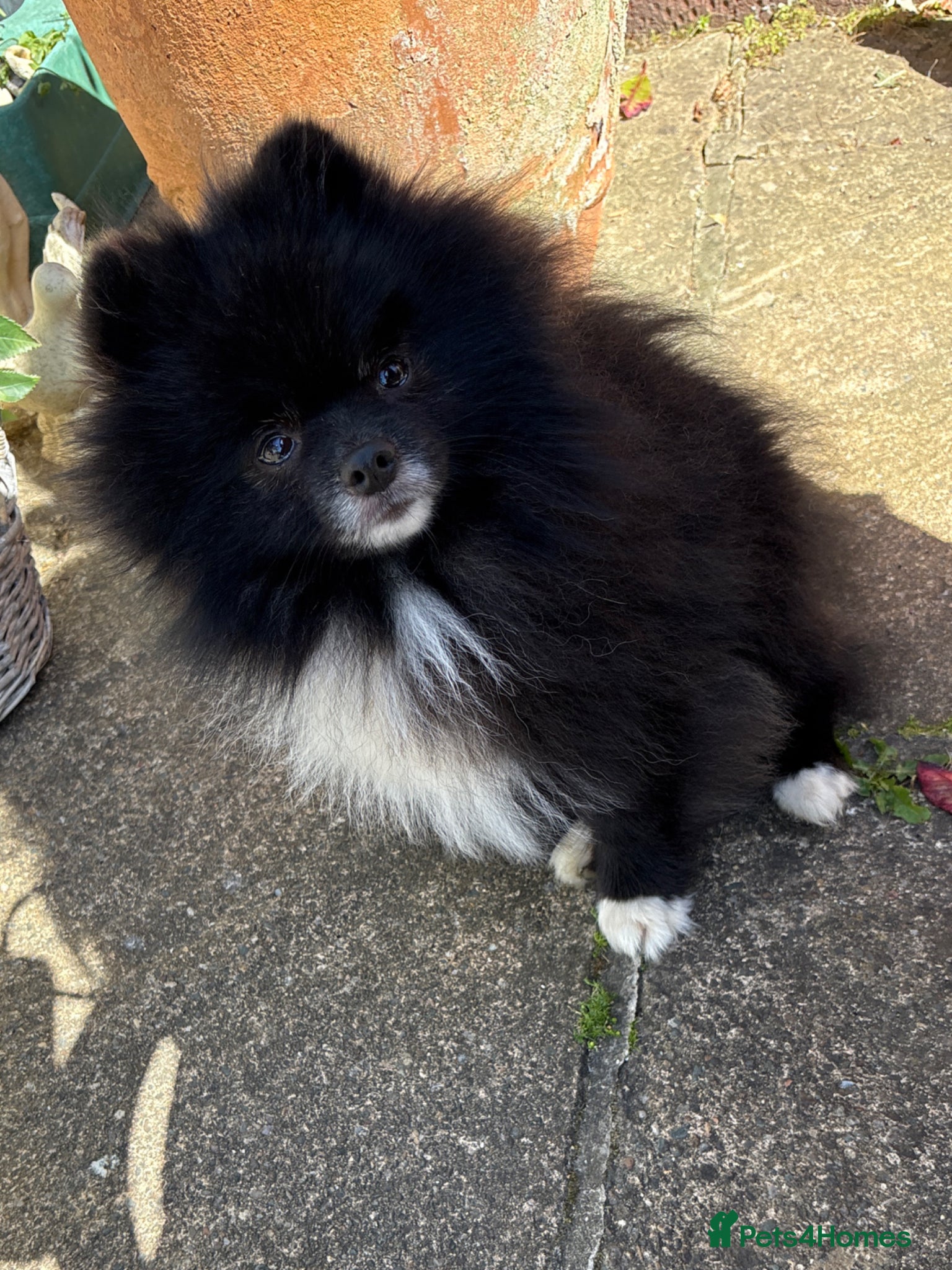 Pomeranian dogs Beautiful Oliver up for stud! - Advert 5