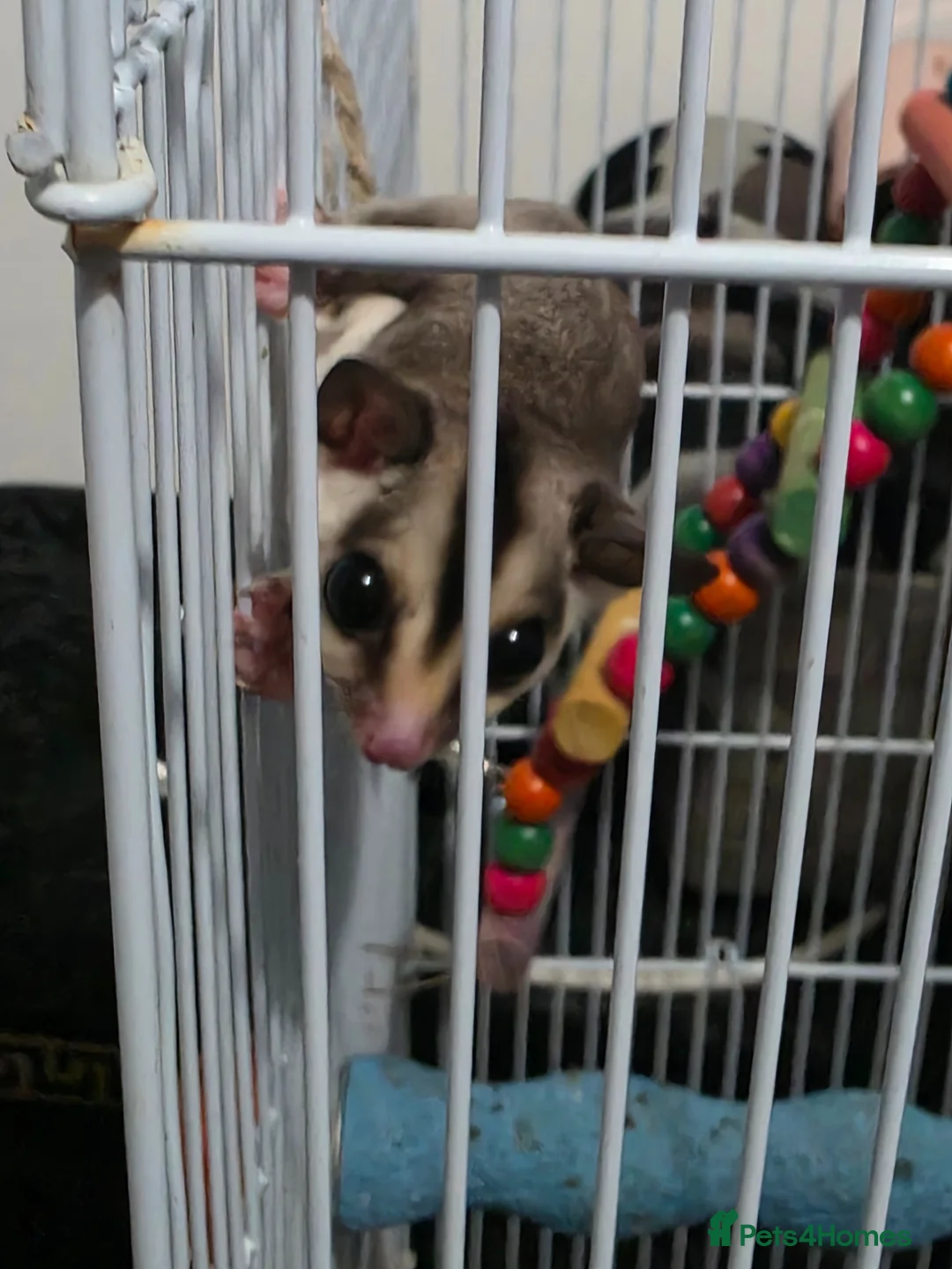 Sugar Glider rodents for sale: Sugar gliders - Advert 1