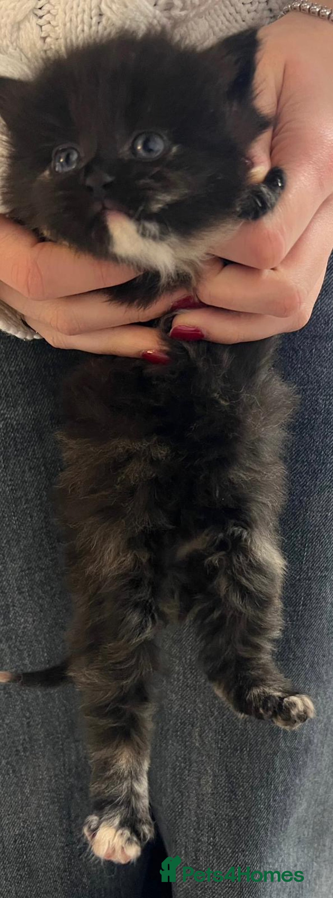 Turkish Angora cats for sale: Kittens for sale - Healthy,Clean & Well cared  - Advert 5