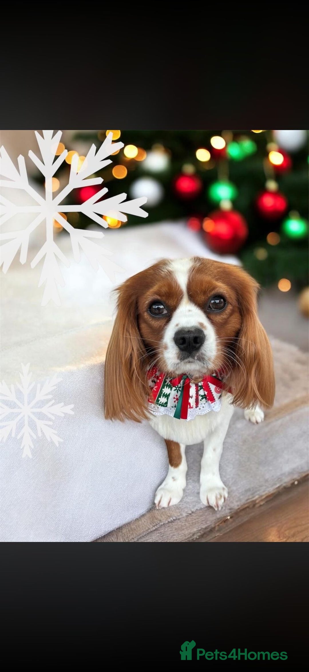 Cavalier King Charles Spaniel dogs for stud: Health Tested Cavalier King Charles For Stud - Advert 3