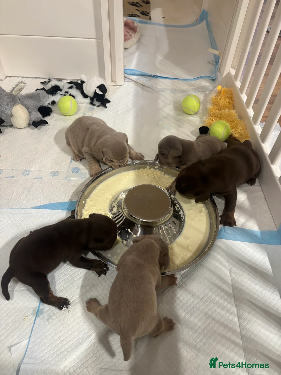 English Bulldog dogs for sale: KC registered English bulldog  - Advert 8