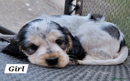 Cocker Spaniel dogs for sale: Blue Roan Tan-Sable Cocker Spaniel– KC bloodline - Image 1