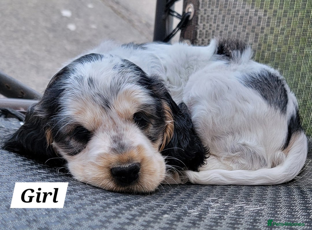 Cocker Spaniel dogs for sale: Blue Roan Tan-Sable Cocker Spaniel– KC bloodline - Image 1