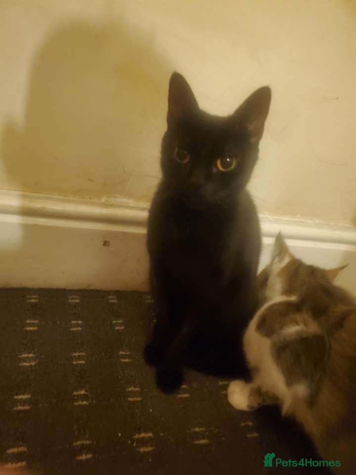 Mixed Breed cats Theo and sula  - Advert 2