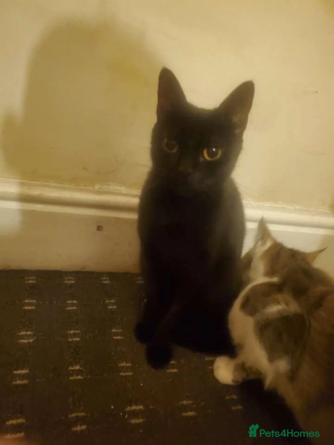 Mixed Breed cats for sale: Theo and sula  - Advert 1