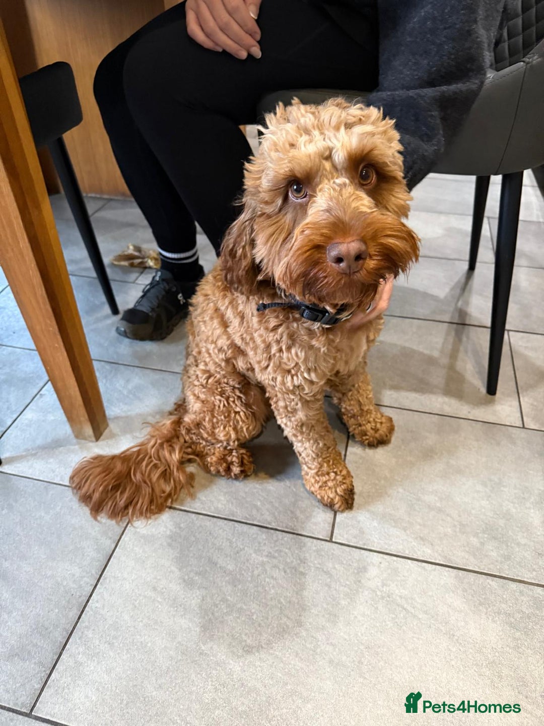 Cockapoo dogs for sale: Stunning Male Cockapoo - Advert 4