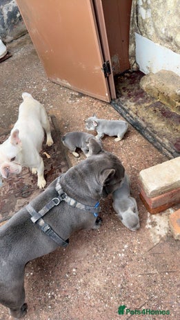 French Bulldog dogs - Advert 6