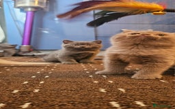 British Shorthair cats for sale: BSH BLUE AND BSH GOLD KITTENS Ready now! - Image 16