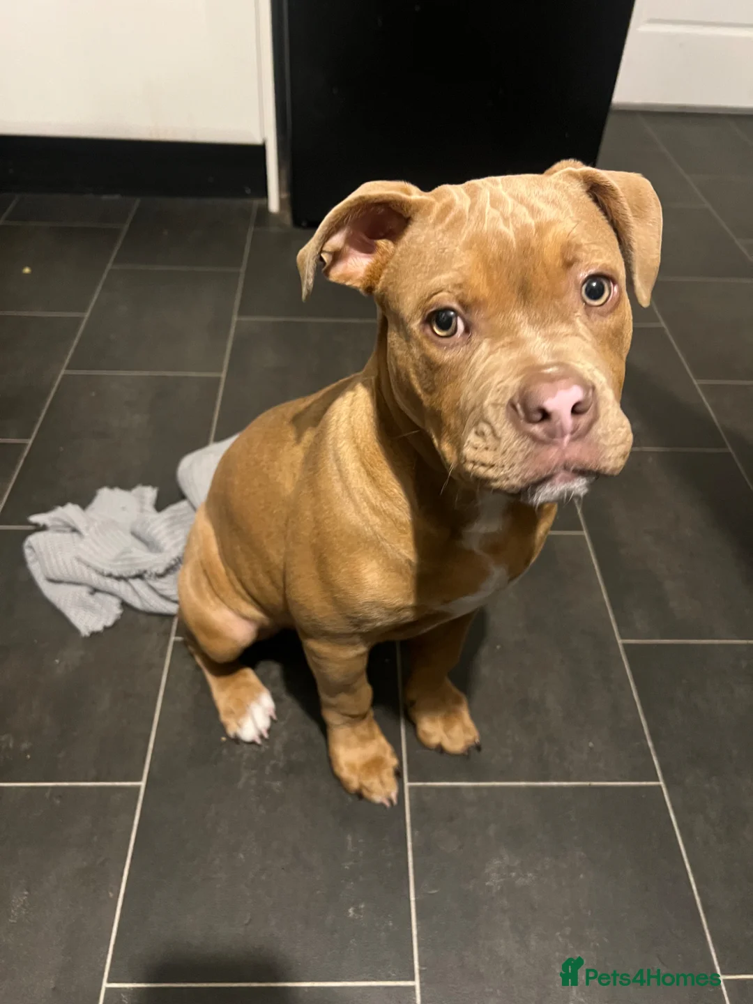 Mixed Breed dogs for sale: Beautiful staffy x old English bulldog - Advert 2