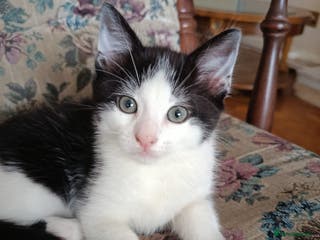 Mixed Breed cats Adorable Kitten - Advert 2