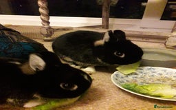 Netherland Dwarf rabbits for sale: Gorgeous bonded pair of 2 yr old Netherland Dwarfs - Image 6