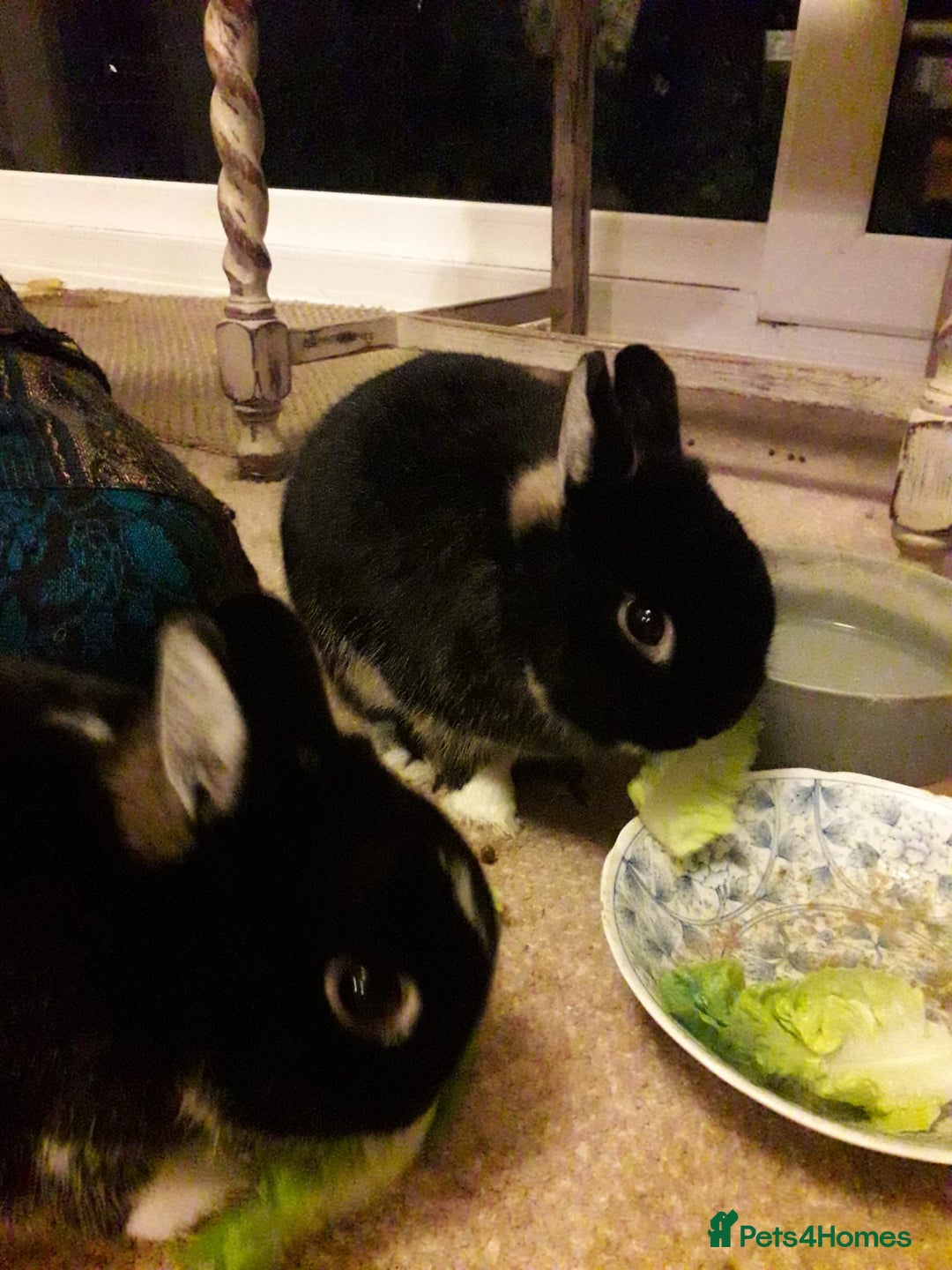 Netherland Dwarf rabbits for sale: Gorgeous bonded pair of 2 yr old Netherland Dwarfs - Image 6