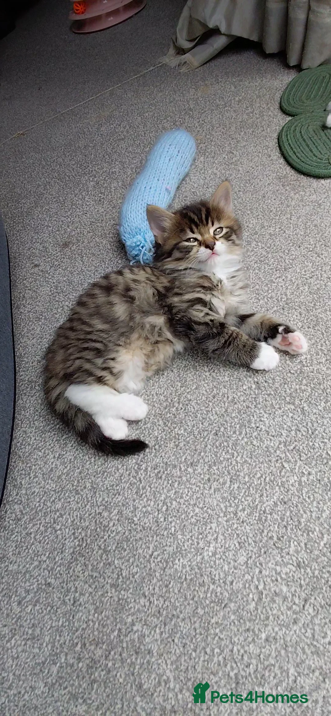 Siberian cats for sale: Lovely fluffy Kittens looking for new homes!  - Advert 2