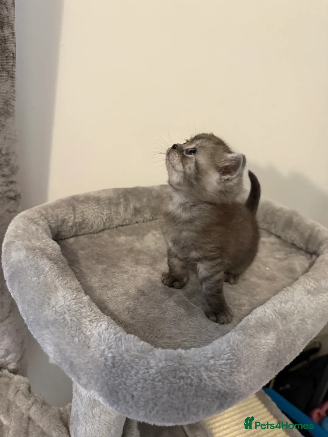 Scottish Fold cats for sale: Scottish fold female kitten pure breed in London - Advert 8