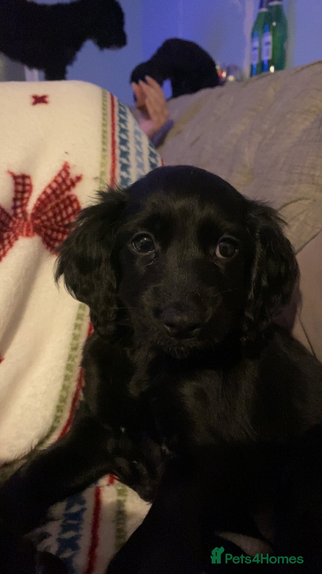 Cockapoo dogs for sale: 5 cockapoo puppies for adoption - Advert 9