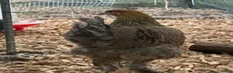 Chickens poultry for sale: Brahma hens 17 weeks old  - Advert 2