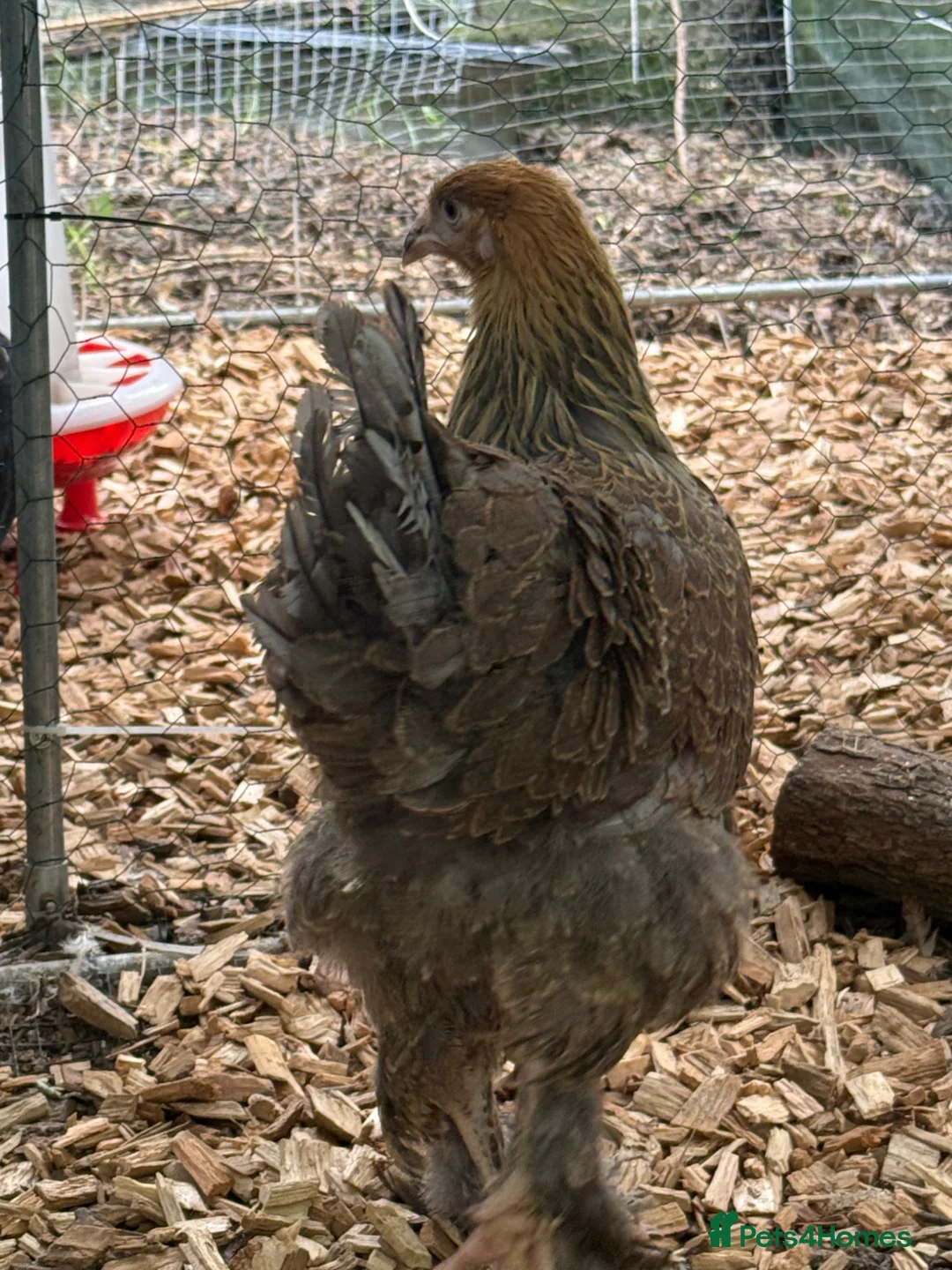 Chickens poultry for sale: Brahma hens 17 weeks old  - Advert 2