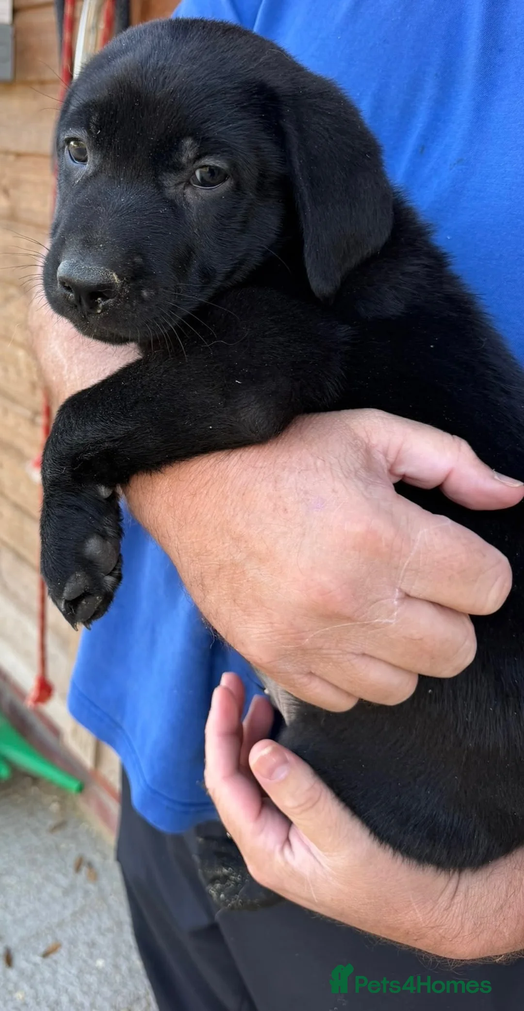 Mixed Breed dogs for sale: Beautiful boy  - Advert 4