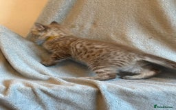 Ragdoll cats for sale: 6 Beautiful Ragdoll x Bengal kittens - Image 24