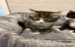 Mixed Breed cats for sale: Kittens  - Image 5