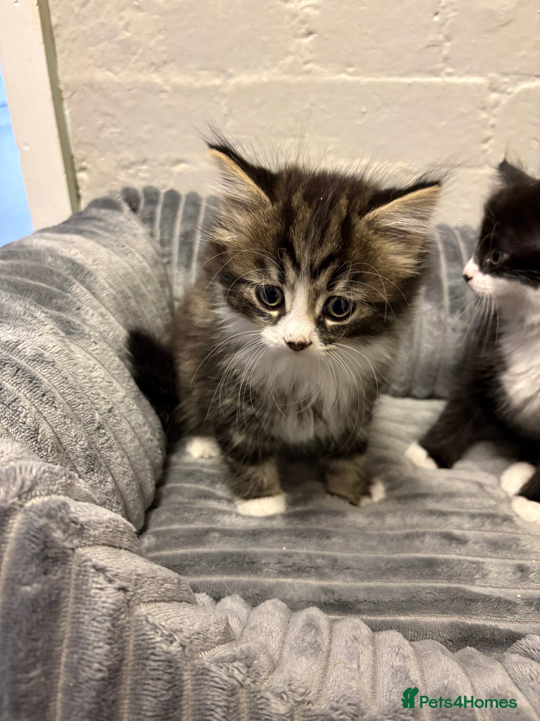 Mixed Breed cats for sale: Kittens  - Image 5