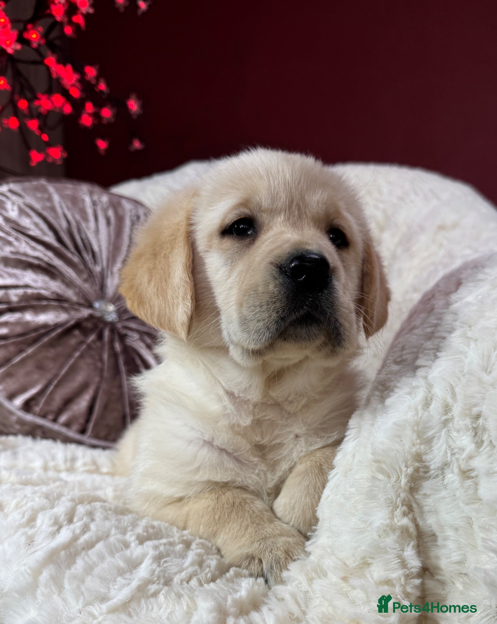 Goldador dogs Extensively Health tested, Chunky, Great with kids - Advert 2