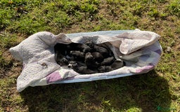 German Shepherd dogs for sale: German Shepherd pups - Image 1