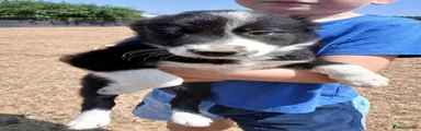 Border Collie 4