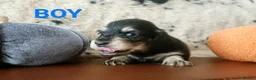 Miniature Dachshund dogs for sale: Quality Longhaired mini dachshund trusted breeder  - Advert 6