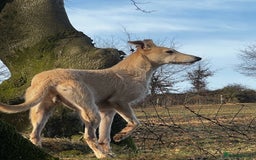 Lurcher dogs for stud: Bedlington x greyhound stud proven  - Advert 8