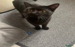 Ragdoll cats for sale: 🐾 Beautiful 4-YearOld Chocolate British Shorthair - Image 8