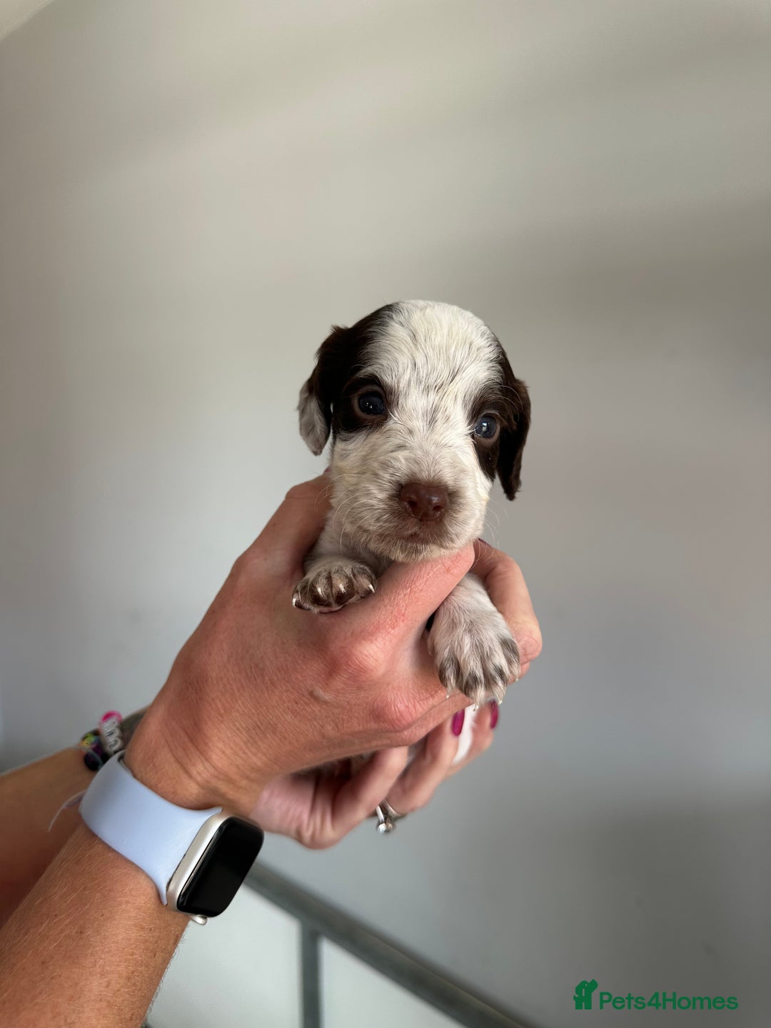 Cocker Spaniel dogs for sale: Working Cocker spaniel puppies  - Image 31
