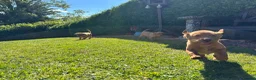 Labrador Retriever dogs for sale: KC Registered Fox red Labrador puppies in Newtown - Advert 17
