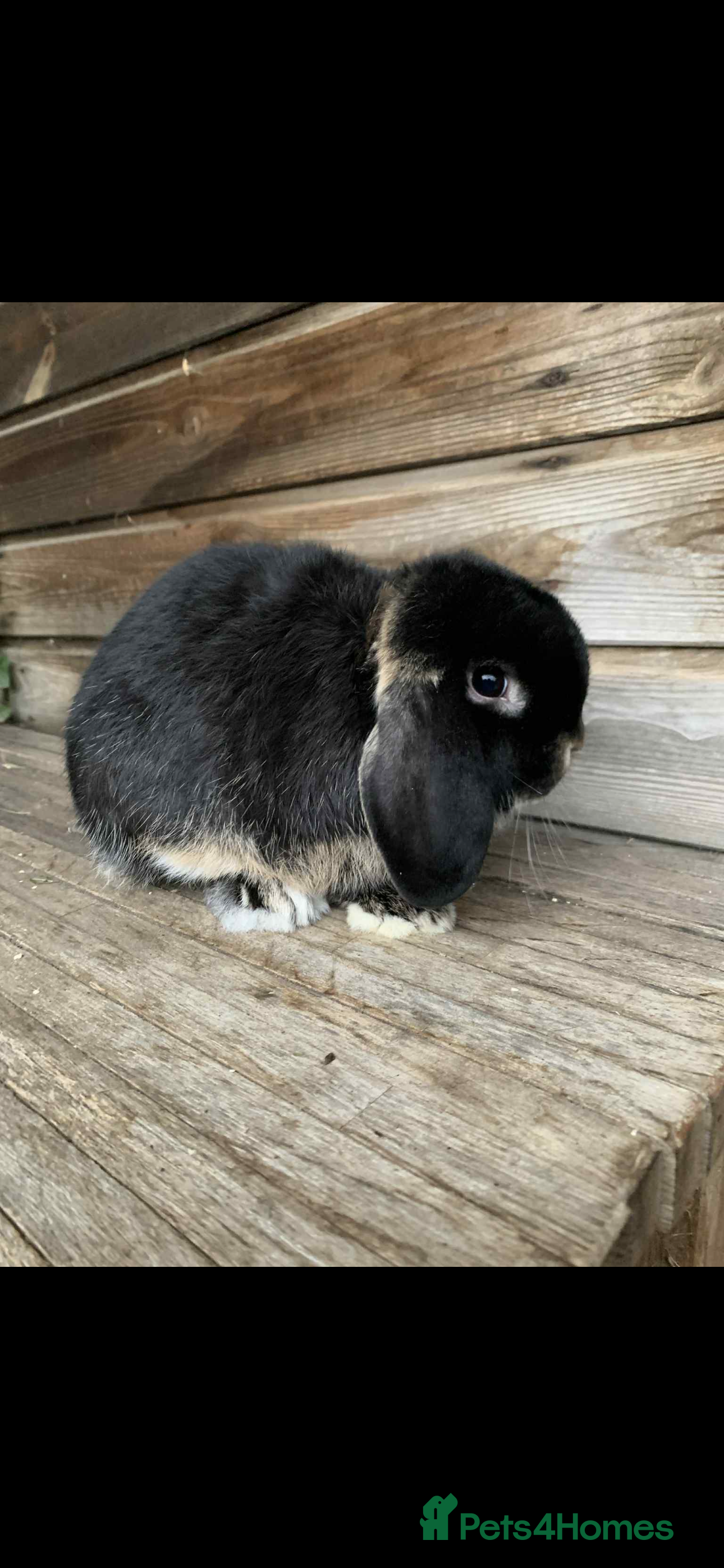 Mini Lop rabbits Baby Minilop BRC rung and Vaccinated  - Advert 16