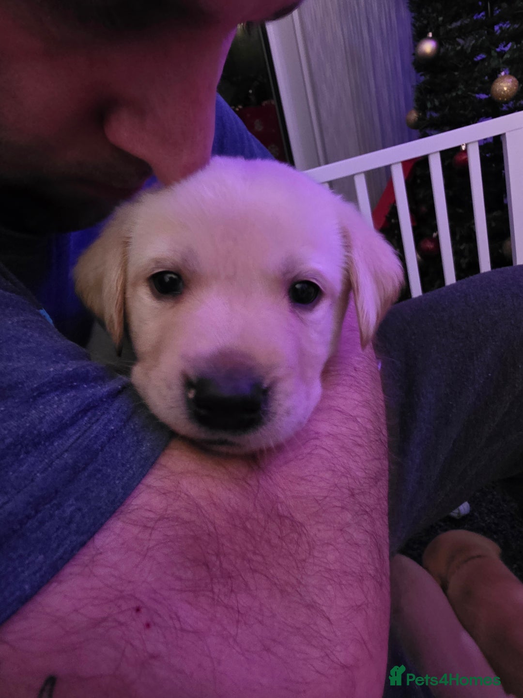 Labrador Retriever dogs for sale: Gorgeous Labrador puppies - Advert 2