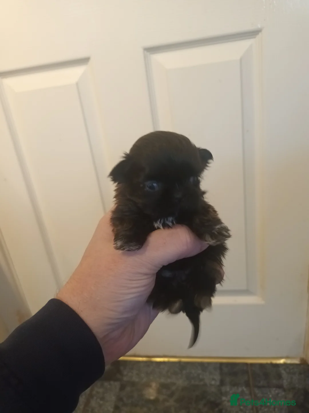 Shih Tzu dogs for sale: 2 imperial shih tzu pups  - Advert 2