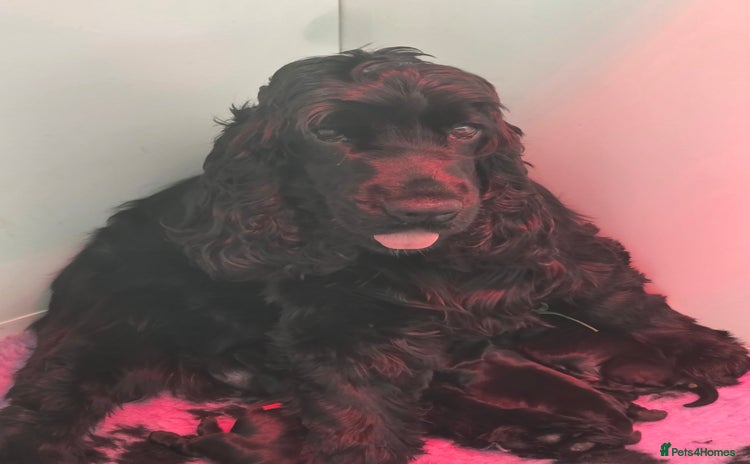Cocker Spaniel dogs - Advert 7