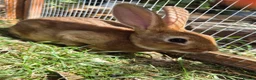 Rex rabbits for sale: Mini rex  - Advert 13