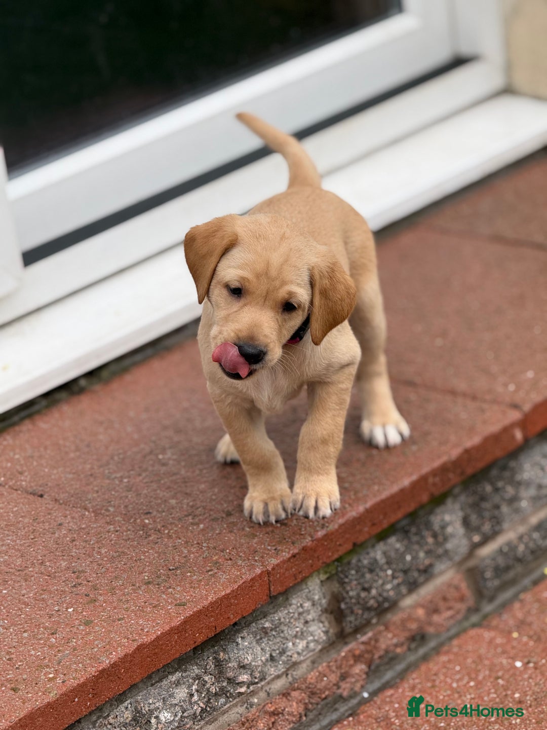 Labrador Retriever dogs for sale: KC registered fox red lab pups - Advert 13