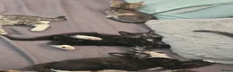 Domestic Shorthair cats for sale: Tabby cat and tuxedo cat for sale - Advert 6