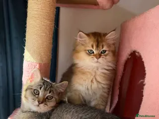 British Longhair cats looking for a lovely home READY TO COLLECT - Advert 11